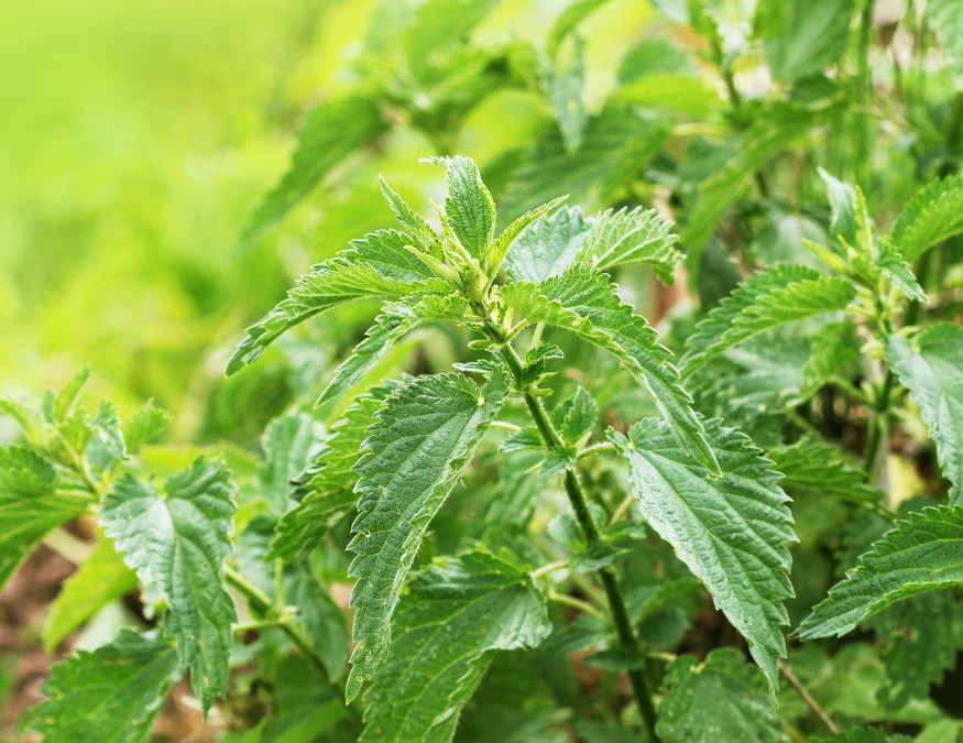 Les plantes contre la fatigue – Pr. Kurt Hostettmann